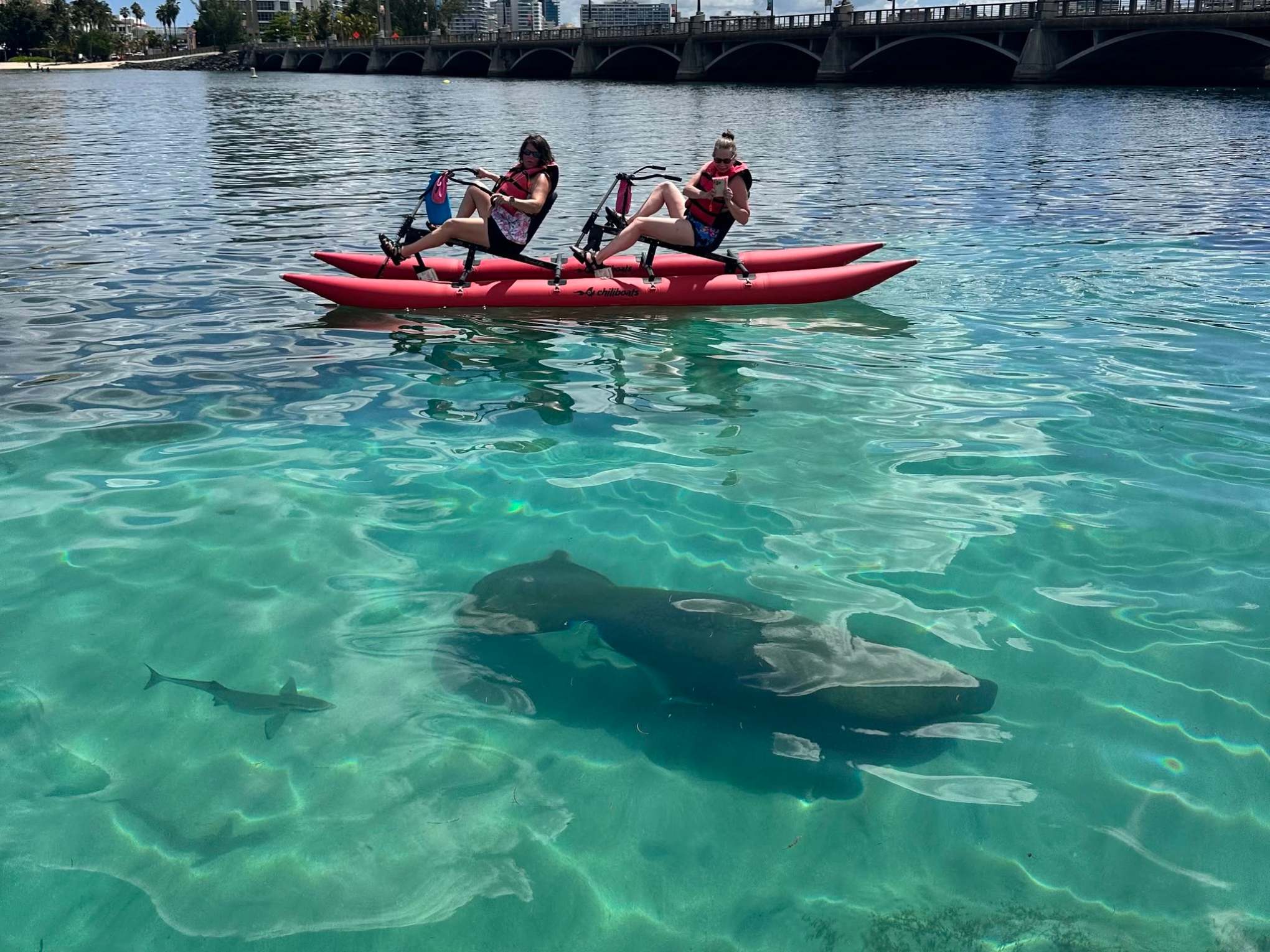 Two people pedal boat over clear water with shark beneath.