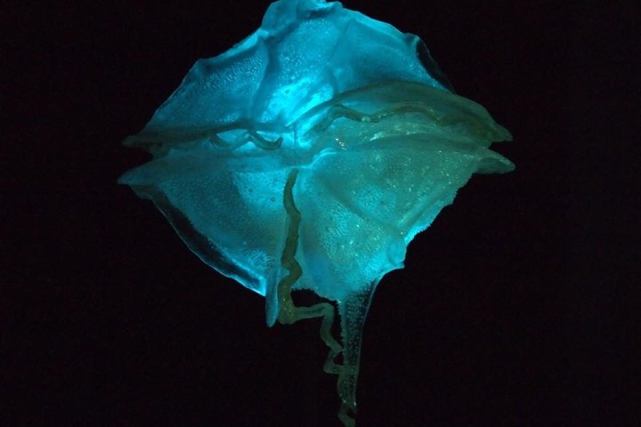 Glowing blue jellyfish-like object against a black background.
